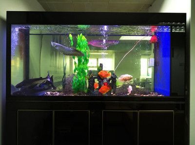 二手魚缸低價出售贈龍魚怎么樣：二手魚缸低價出售贈龍魚怎么樣二手魚缸低價出售贈龍魚 二手魚缸低價出售贈龍魚怎么樣：二手魚缸低價出售贈龍魚怎么樣二手魚缸低價出售贈龍魚 龍魚百科 第3張