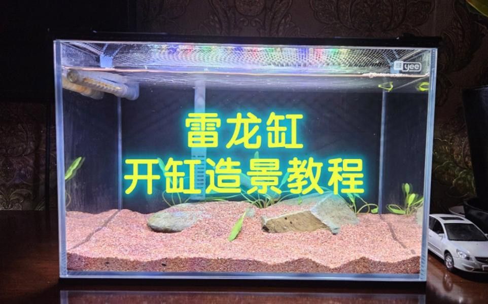 如何設置鬼王雷龍的魚缸環境？