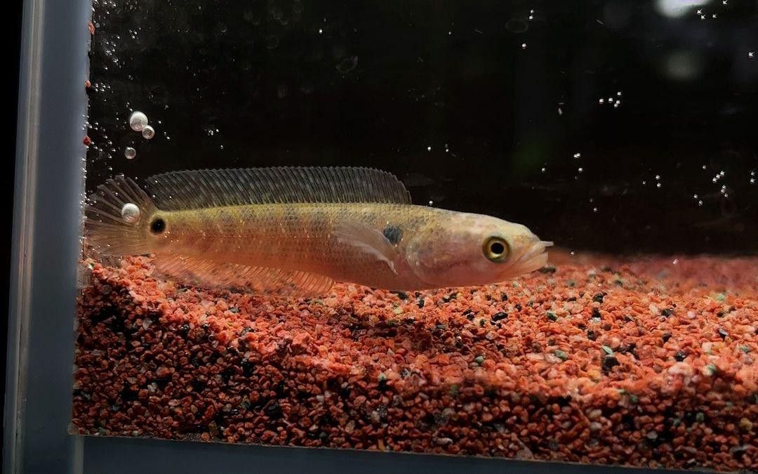 如何設置鬼王雷龍的魚缸環境？