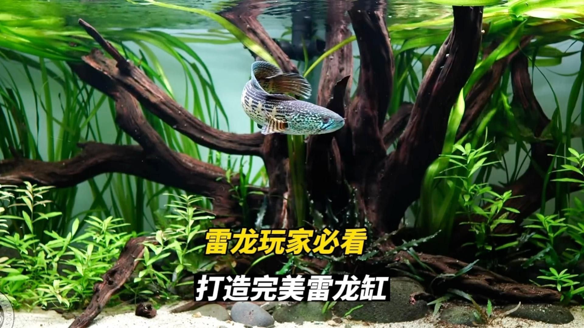 如何設置鬼王雷龍的魚缸環境？