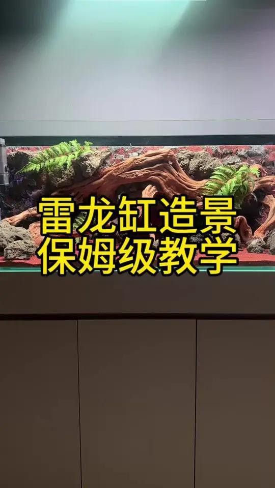 如何設置鬼王雷龍的魚缸環境？
