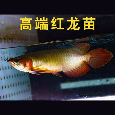 血紅龍魚多少錢一只幼崽