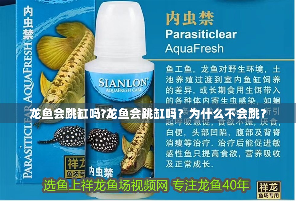 龍魚會跳缸嗎?龍魚會跳缸嗎？為什么不會跳？