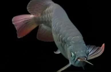 100種龍魚圖片:金龍魚可以同時兩條一起養嗎