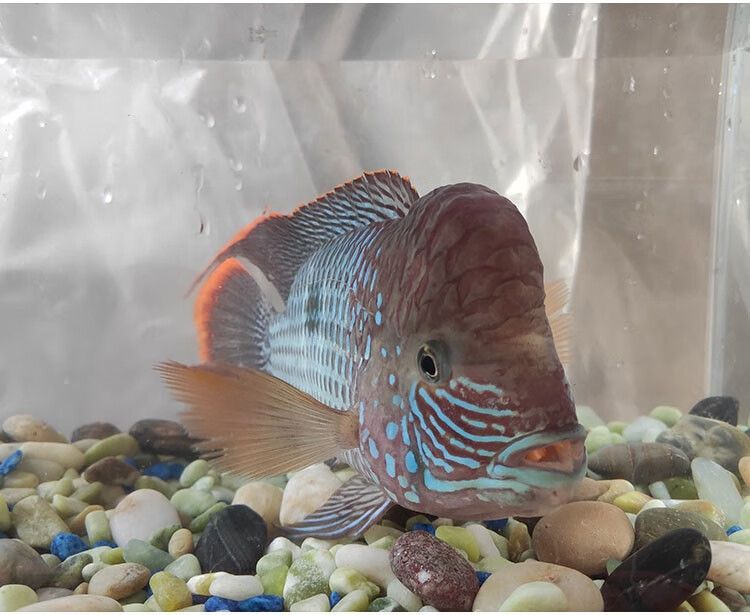 龍魚(yú)經(jīng)常跳缸正常嗎：龍魚(yú)為什么會(huì)跳缸？