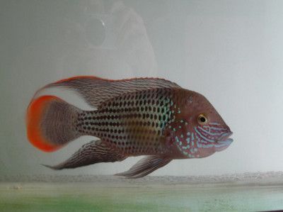 龍魚(yú)經(jīng)常跳缸正常嗎：龍魚(yú)為什么會(huì)跳缸？