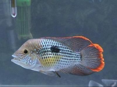 龍魚(yú)經(jīng)常跳缸正常嗎：龍魚(yú)為什么會(huì)跳缸？
