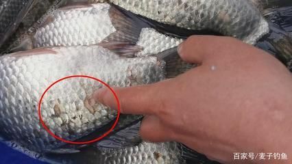 龍魚鱗掉了多久恢復正常：龍魚鱗片掉了多久恢復正常 龍魚鱗掉了多久恢復正常：龍魚鱗片掉了多久恢復正常 龍魚百科 第2張