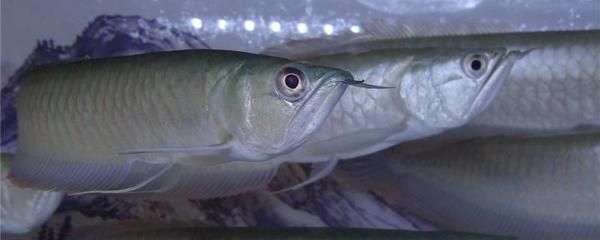 銀龍魚尾巴向上飄怎么回事?(銀龍魚尾巴向上翹可能由多種因素引起以下幾種因素引起) 龍魚百科 第3張 銀龍魚尾巴向上飄怎么回事?(銀龍魚尾巴向上翹可能由多種因素引起以下幾種因素引起) 銀龍魚尾巴向上飄怎么回事?(銀龍魚尾巴向上翹可能由多種因素引起以下幾種因素引起) 龍魚百科 第3張