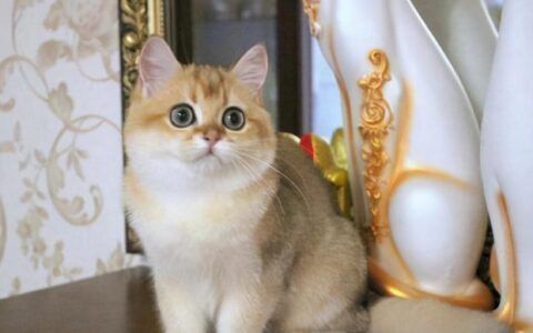 古典金龍魚多少錢：古典金龍魚價格波動原因如何辨別金龍魚品相好壞