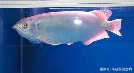 白金龍魚吃什么長的快一點：白金龍魚吃什么長得快