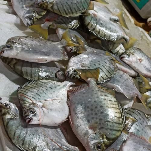 樂清鰩魚圖片