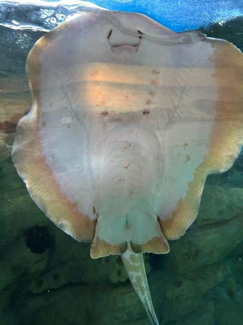 樂清鰩魚圖片