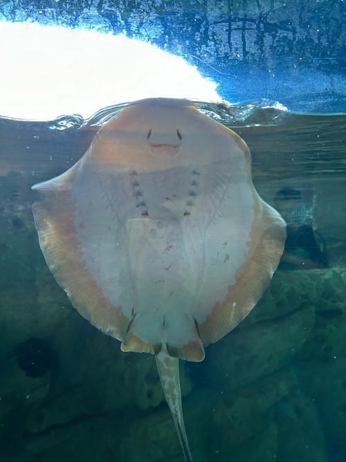 樂清鰩魚圖片