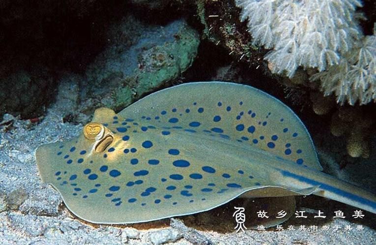 樂清鰩魚圖片