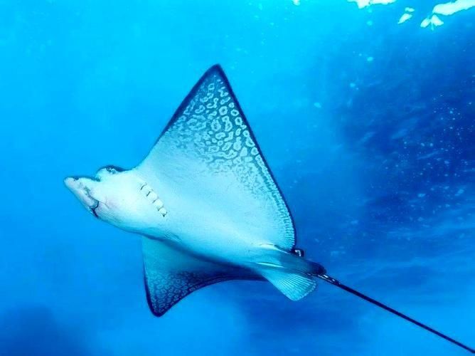 樂清鰩魚圖片