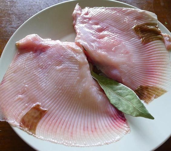 樂清鰩魚圖片
