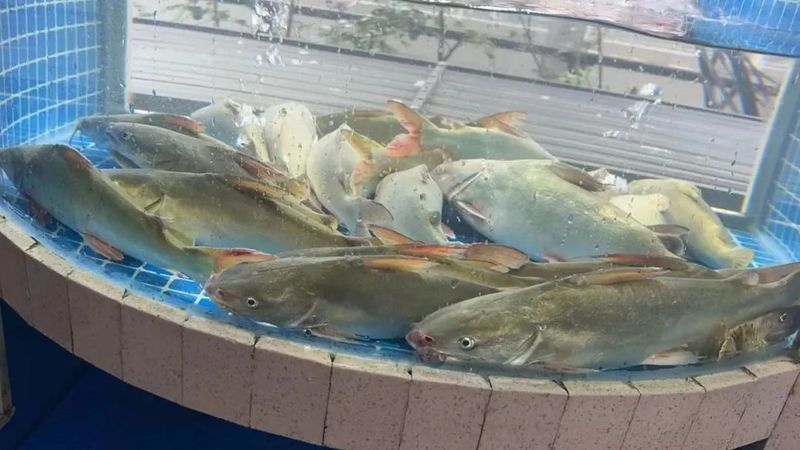 樂清鰩魚圖片