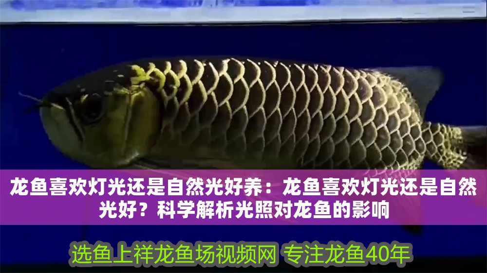 龍魚喜歡燈光還是自然光好養(yǎng)：龍魚喜歡燈光還是自然光好？科學(xué)解析光照對龍魚的影響