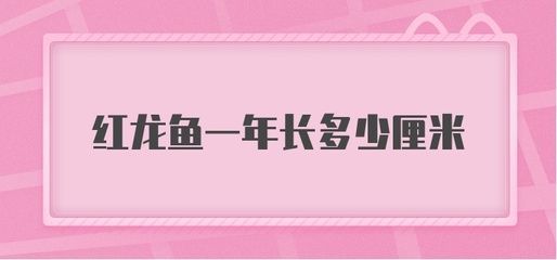 紅龍魚每年長(zhǎng)多少公分（紅龍魚一年能長(zhǎng)多大）