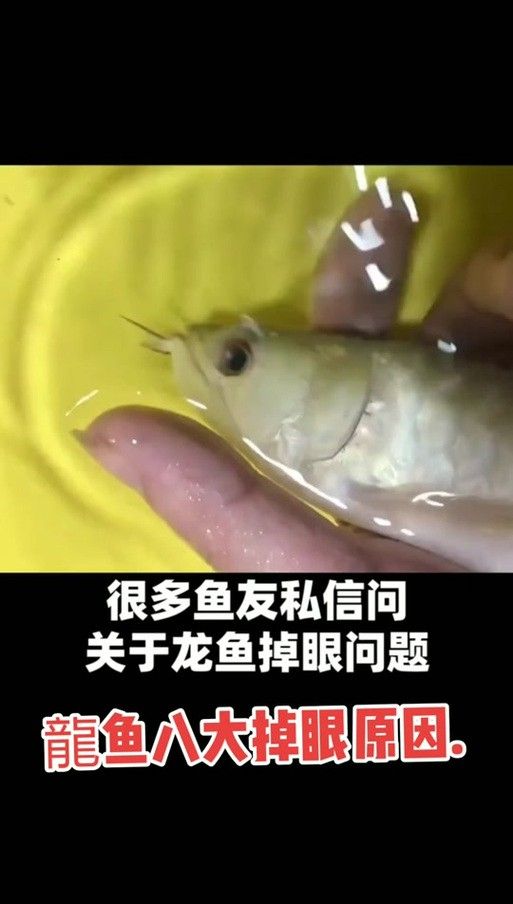 龍魚掉眼是什么意思圖片