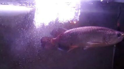 龍魚嘔吐是由于多種原因引起的，可能是由于多種原因引起的：龍魚嘔吐怎么辦