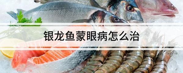用青霉素能治療銀龍魚蒙眼病：使用青霉素來治療銀龍魚蒙眼病的方法和注意事項