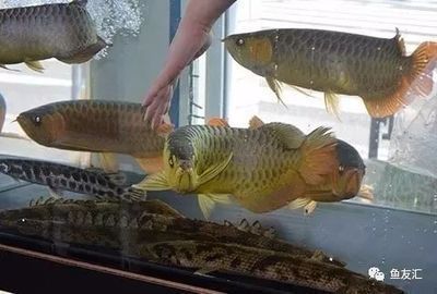 龍魚適合和什么魚養在一起養：適合與龍魚混養的魚類，龍魚混養注意事項， 龍魚適合和什么魚養在一起養：適合與龍魚混養的魚類，龍魚混養注意事項， 龍魚百科 第5張