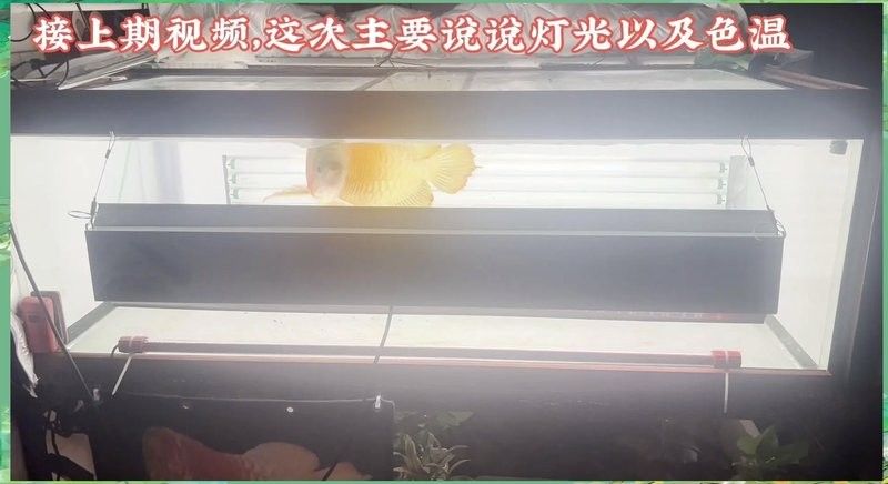 龍魚燈6700k和13000k區別