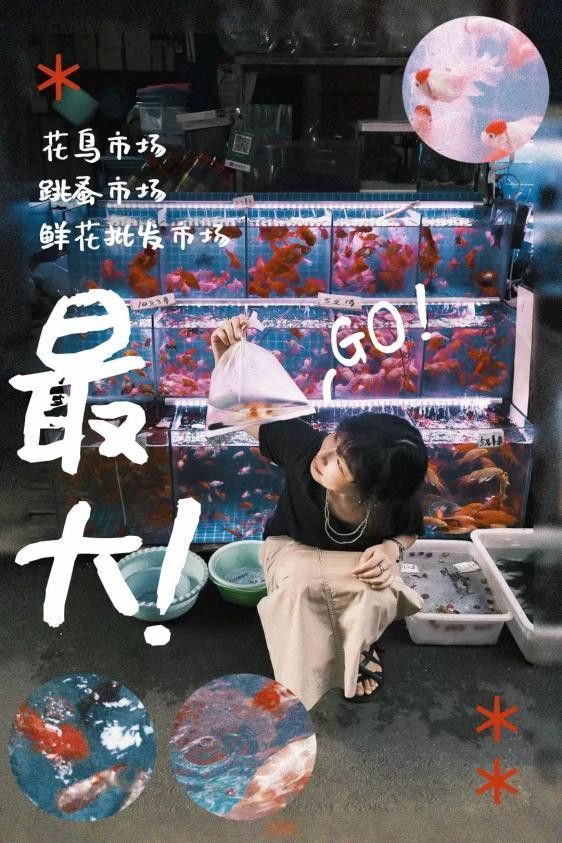 上海買龍魚的地方有哪些