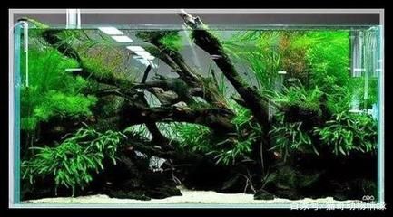 魚缸養(yǎng)水需要幾天（如何判斷魚缸水已養(yǎng)好？）