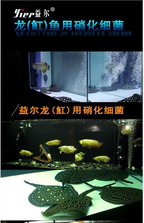 龍魚黑缸圖片大全高清 龍魚黑缸圖片大全高清 龍魚百科 第18張