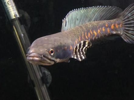龍魚黑缸圖片大全高清 龍魚黑缸圖片大全高清 龍魚百科 第31張