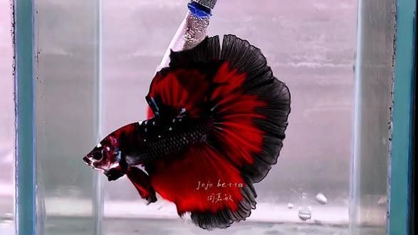 龍魚黑缸圖片大全高清 龍魚黑缸圖片大全高清 龍魚百科 第30張