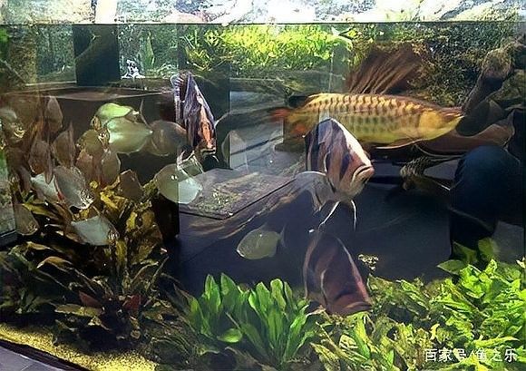 龍魚黑缸圖片大全高清 龍魚黑缸圖片大全高清 龍魚百科 第29張