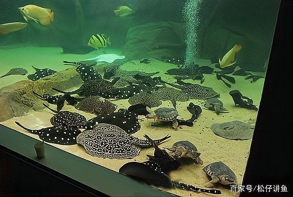 龍魚黑缸圖片大全高清 龍魚黑缸圖片大全高清 龍魚百科 第26張