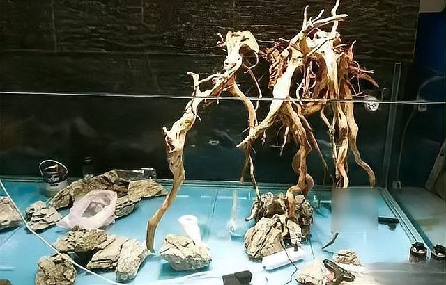龍魚黑缸圖片大全高清 龍魚黑缸圖片大全高清 龍魚百科 第28張
