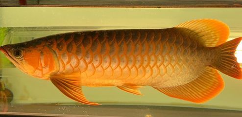 龍魚吃太多休息：當(dāng)龍魚攝入過多的食物時，它們是否會因此而休息呢