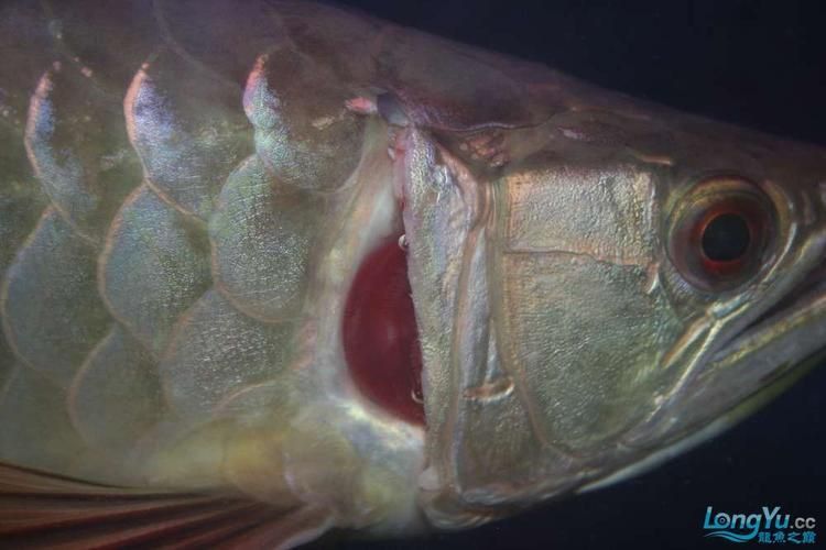 龍魚鰓病癥狀圖片 龍魚百科 第13張 龍魚鰓病癥狀圖片 龍魚鰓病癥狀圖片 龍魚百科 第13張