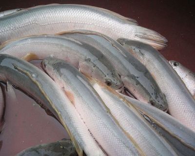 申古銀版魚最佳養殖水溫：關于申古銀版魚最佳養殖水溫并沒有完全相關的直接答案 申古銀版魚最佳養殖水溫：關于申古銀版魚最佳養殖水溫并沒有完全相關的直接答案 龍魚百科 第1張
