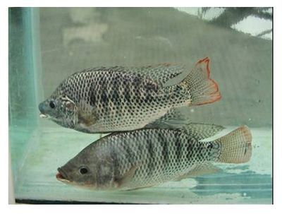 申古銀版魚最佳養殖水溫：關于申古銀版魚最佳養殖水溫并沒有完全相關的直接答案 申古銀版魚最佳養殖水溫：關于申古銀版魚最佳養殖水溫并沒有完全相關的直接答案 龍魚百科 第2張