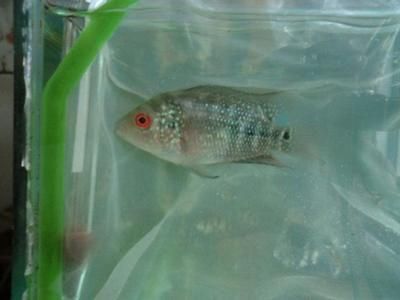 申古銀版魚最佳養殖水溫：關于申古銀版魚最佳養殖水溫并沒有完全相關的直接答案 申古銀版魚最佳養殖水溫：關于申古銀版魚最佳養殖水溫并沒有完全相關的直接答案 龍魚百科 第6張
