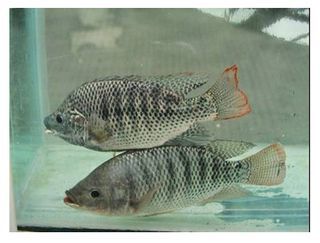 申古銀版魚最佳養殖水溫：關于申古銀版魚最佳養殖水溫并沒有完全相關的直接答案 申古銀版魚最佳養殖水溫：關于申古銀版魚最佳養殖水溫并沒有完全相關的直接答案 龍魚百科 第5張