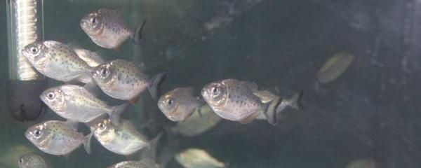 申古銀版魚最佳養殖水溫：關于申古銀版魚最佳養殖水溫并沒有完全相關的直接答案 申古銀版魚最佳養殖水溫：關于申古銀版魚最佳養殖水溫并沒有完全相關的直接答案 龍魚百科 第4張