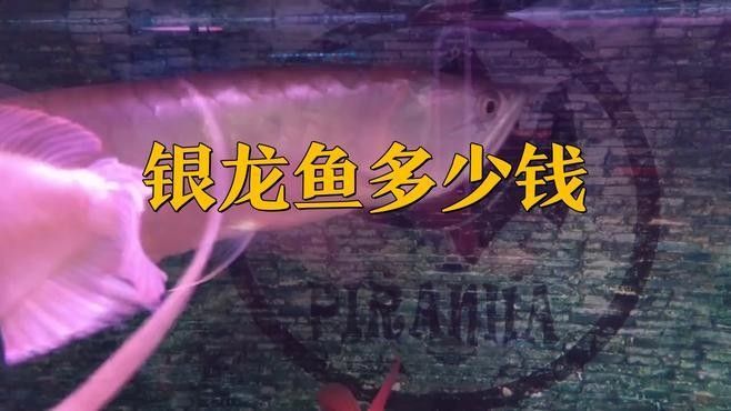 黃化銀龍魚多少錢一條啊視頻教程
