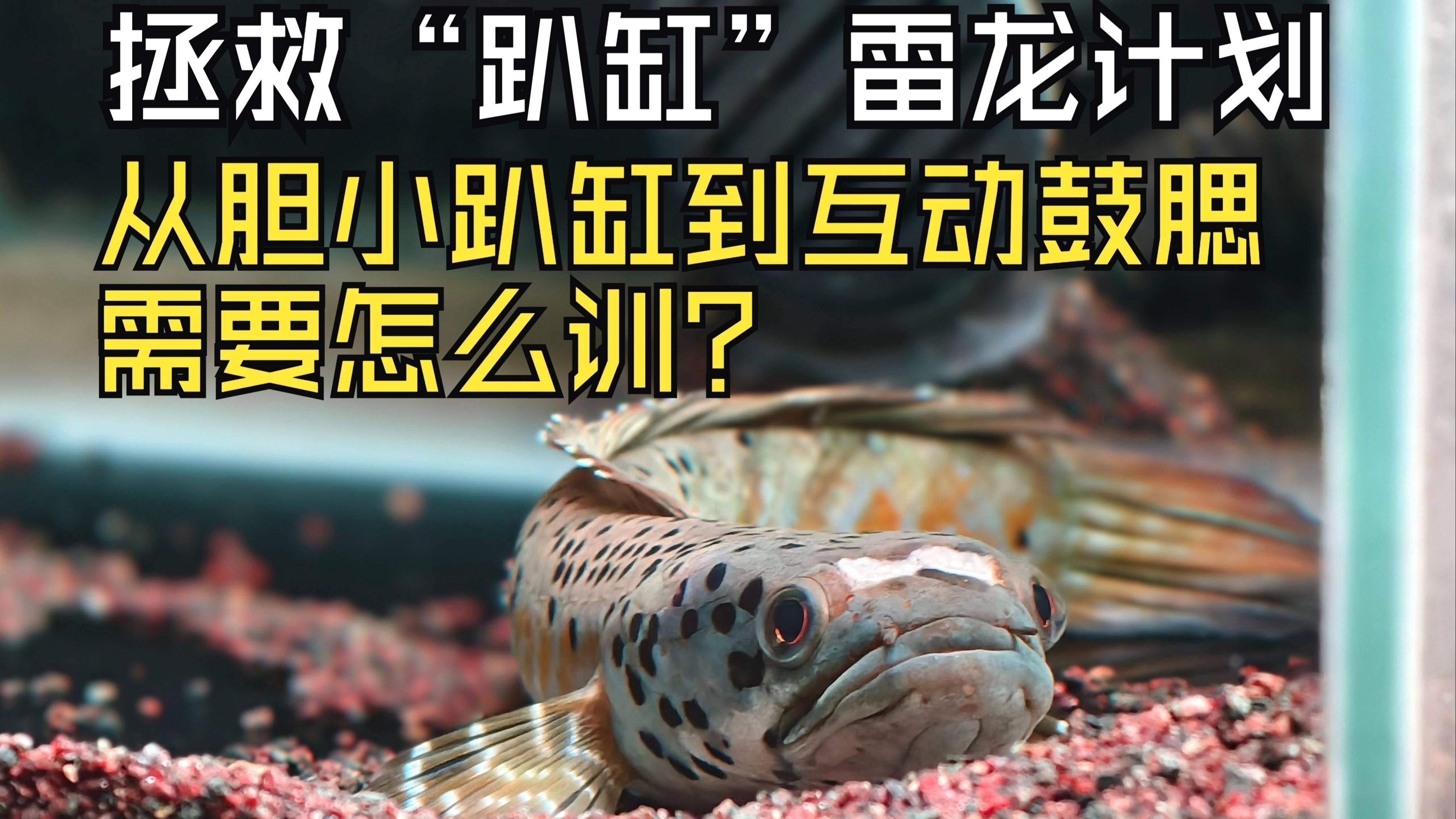 雷龍魚一直趴缸怎么辦 雷龍魚一直趴缸怎么辦 龍魚百科 第1張