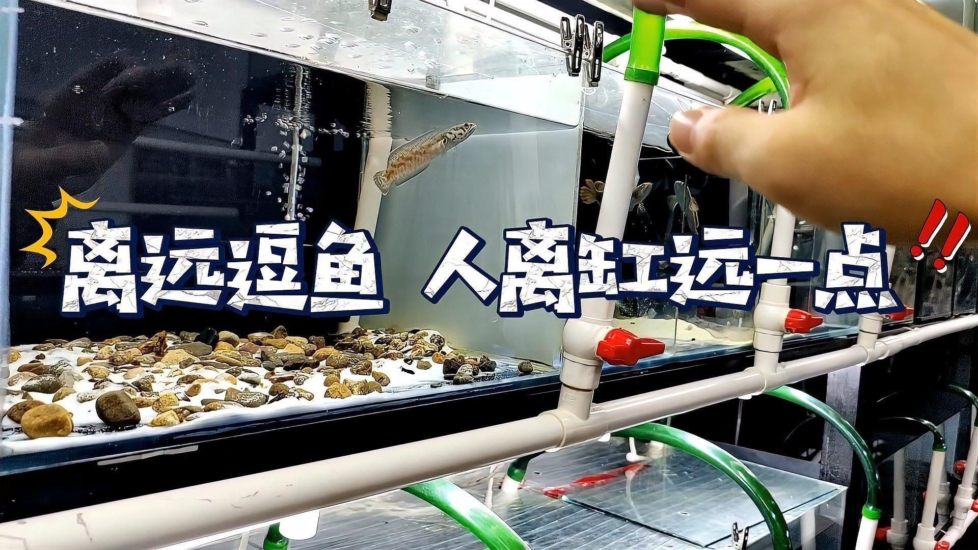 雷龍魚一直趴缸怎么辦 雷龍魚一直趴缸怎么辦 龍魚百科 第2張