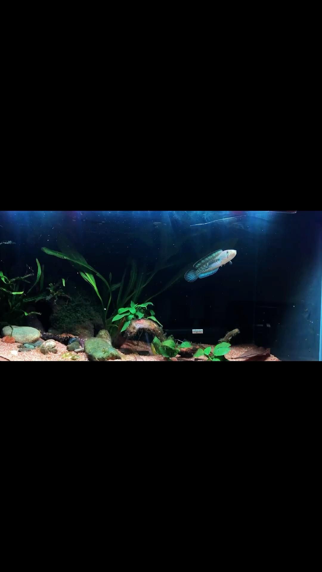 雷龍魚一直趴缸怎么辦 雷龍魚一直趴缸怎么辦 龍魚百科 第4張
