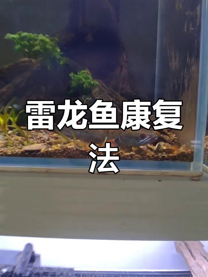 雷龍魚一直趴缸怎么辦 雷龍魚一直趴缸怎么辦 龍魚百科 第6張