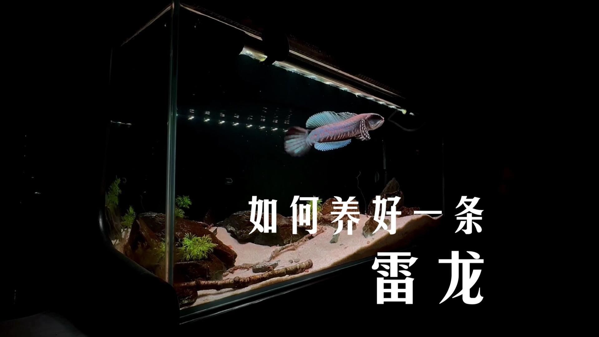 雷龍魚一直趴缸怎么辦 雷龍魚一直趴缸怎么辦 龍魚百科 第5張